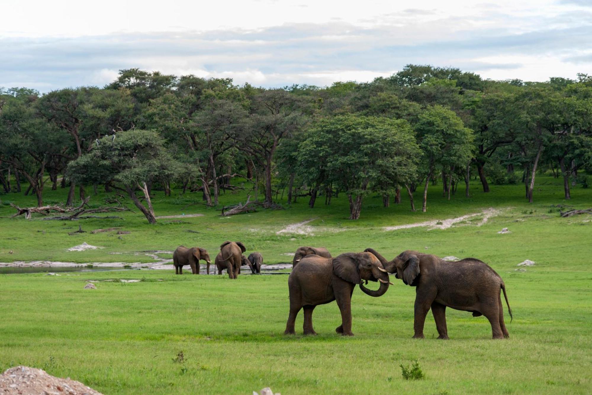 Hwange Safari Lodge Dete Экстерьер фото